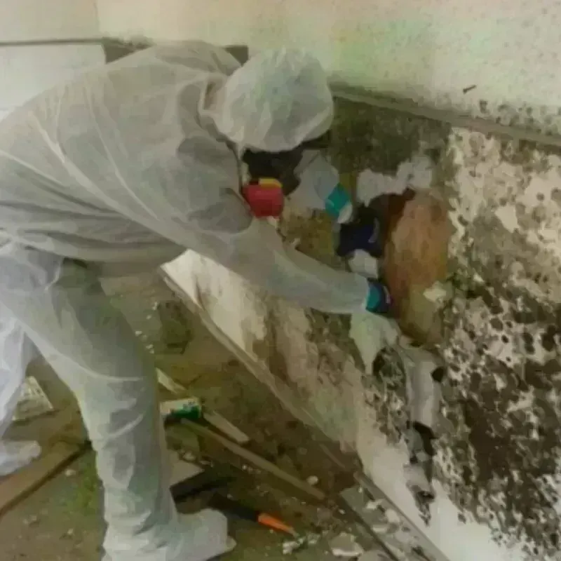 Mold Remediation and Removal in Montevallo, AL